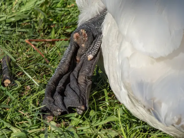 Close-up shot of the  large webbed feet of the adult mute swan (cygnus olor) in the grass in bright evening sunlight with dark background