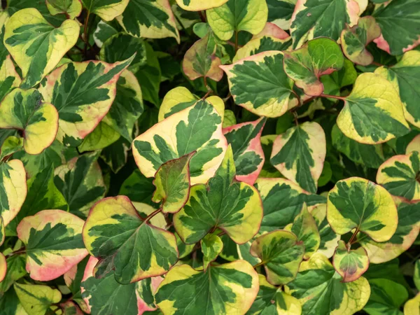 Chameleon Plant Houttuynia Cordata Variegata Aromatic Green Leaves Beautifully Variegated — Stock Photo, Image