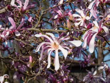 Çiçek açan yıldız manolyasının pembe yıldız şeklindeki çiçeklerine yakın çekim - Magnolia stellata cultivar 'Rosea' nın parlak güneş ışığı altında arka planda mavi gökyüzü
