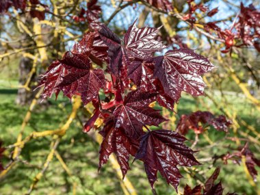Baharda bir parkta yetişen ödüllü Norveç Akçaağaç 'ın (Acer platanoides) koyu mor kıpkırmızı yapraklarının yakın çekimi.