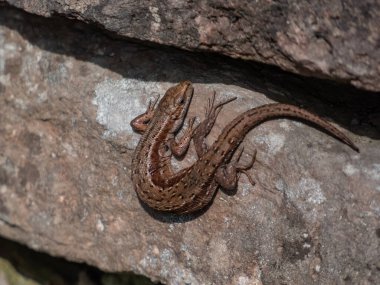 Viviparous kertenkelesinin (Zootoca vivivipara) bahçedeki dikey kaya duvarında güneş banyosu yaparken yakın plan fotoğrafı.