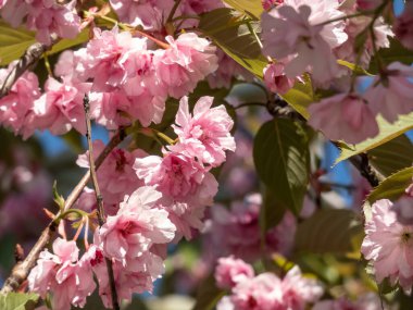 Japonya 'nın güzel, pembe kiraz çiçeklerinin yakın planında dallarda ve gövdelerinde açan pembe sakura çiçekleri bir kiraz ağacının yeşil yapraklarıyla çevrili.
