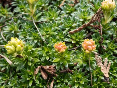 Saxifrage 'ın (Saxifraga sp.) sarı çiçek tomurcuklarının yakın çekimi. Parlak güneş ışığında büyüyen kaya bahçesinde