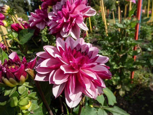 Dahlia Creme Cassis Garten Dunkle Weinrote Knospen Öffnen Sich Blüten — Stockfoto