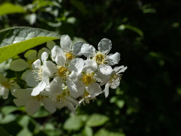 Close-up shot of white flowers of the Bird cherry, hackberry, hagberry or Mayday tree (Prunus padus) in full bloom. White flowers in pendulous long clusters (racemes) in spring