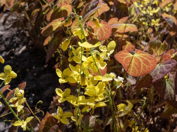 Barrenwort Epimedium Perralichicum Frohnleiten Цвіте Кластерами Яскраво Жовтих Квітів Навесні — стокове фото