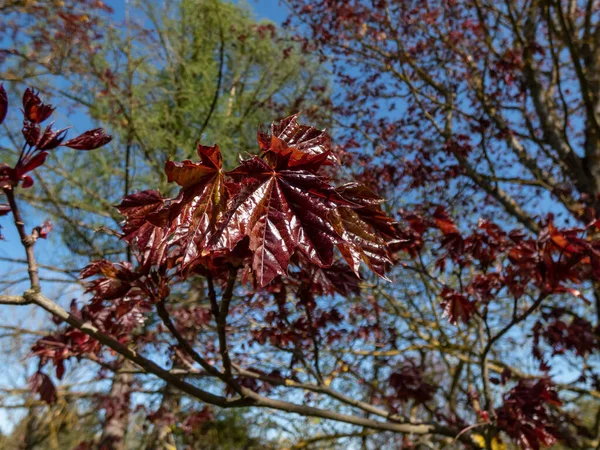 Close Shot Deep Purplish Crimson Leaves Award Winning Norway Maple — Stock Photo, Image