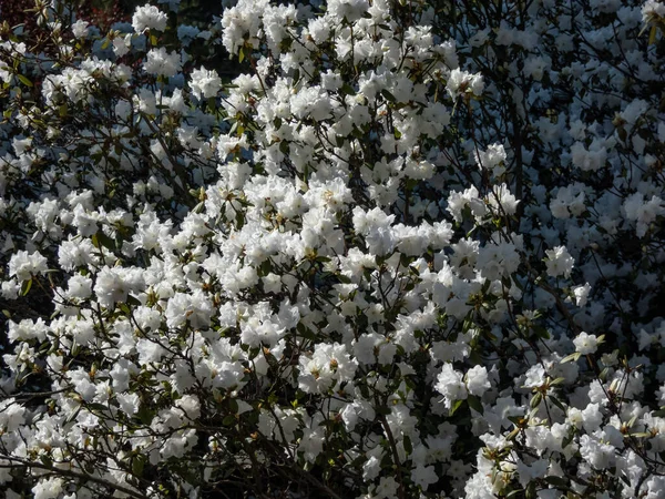 Рододендрон Dauricum Эйприл Сноу Цветет Яркими Чистыми Белыми Двойными Цветами — стоковое фото
