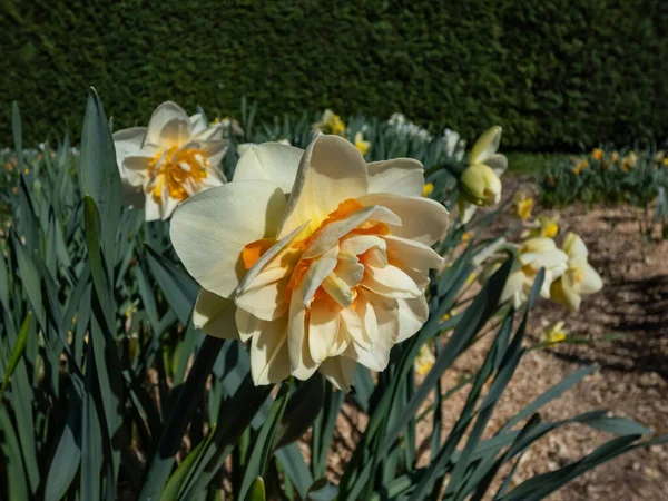 Крупный План Двойного Нарцисского Цветочного Парада Двойными Белыми Цветами Ярко — стоковое фото