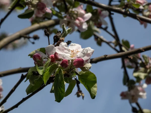 春に果樹園で開花するリンゴの木の白とピンクの芽と花のクローズアップ 明るい日差しの中で開いて閉じた花弁を持つ花でいっぱいの枝 — ストック写真
