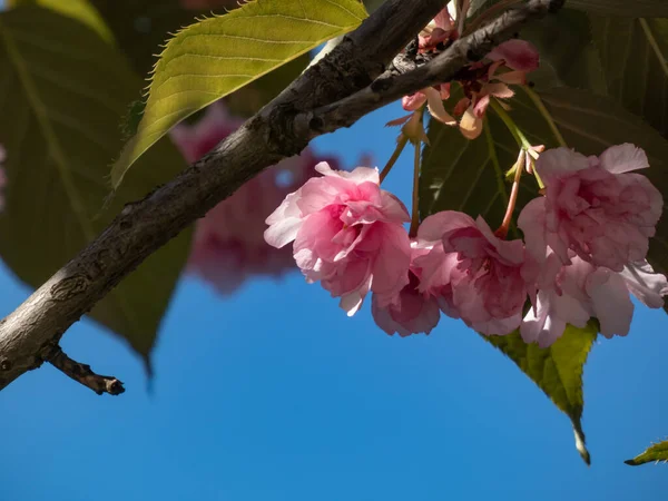 stock image Beautiful, pink cherry blossoms of the Japan pink sakura flowers flowering on the branches and stems surrounded with green leaves of a cherry tree under a blue sky