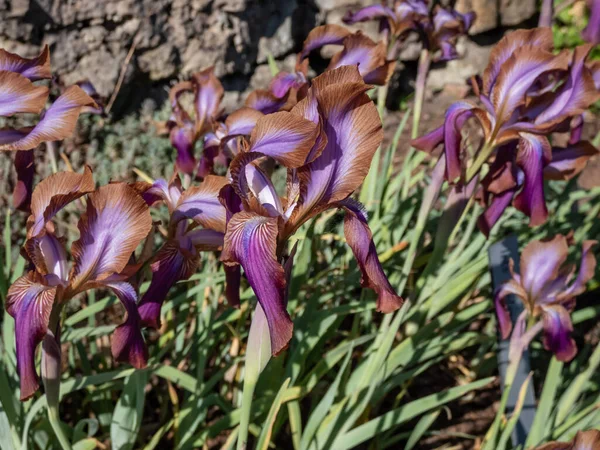 Gros Plan Iris Stolonifera Fleurissant Avec Des Fleurs Violettes Centre — Photo
