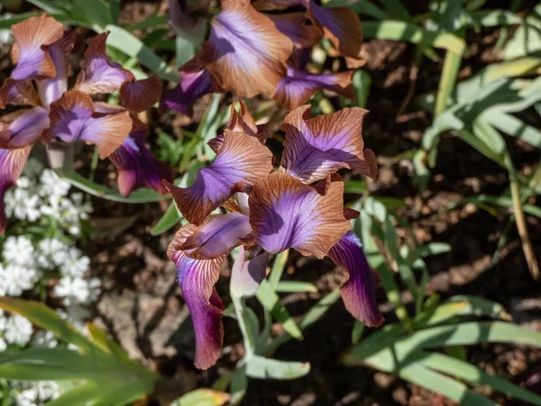 Gros Plan Iris Stolonifera Fleurissant Avec Des Fleurs Violettes Centre — Photo