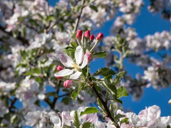 春に果樹園で開花するリンゴの木の白とピンクの芽と花のクローズアップ 明るい日差しの中で開いて閉じた花弁を持つ花でいっぱいの枝 — ストック写真