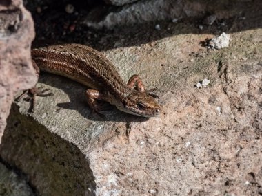 Viviparous kertenkelesinin (Zootoca vivivipara) bahçedeki dikey kaya duvarında güneş banyosu yaparken yakın plan fotoğrafı.