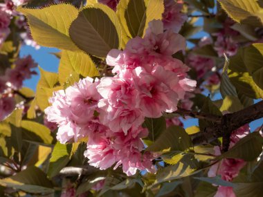 Japonya 'nın güzel, pembe kiraz çiçeklerinin yakın planında dallarda ve gövdelerinde açan pembe sakura çiçekleri bir kiraz ağacının yeşil yapraklarıyla çevrili.