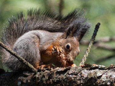 Kırmızı Sincap 'ın (Sciurus vulgaris) yaz portakalı ve kahverengi paltosu ile bir ağaç dalına oturmuş ve pençelerinde parlak güneş ışığı altında bir çam kozalağı tutarken yakın plan çekimi.