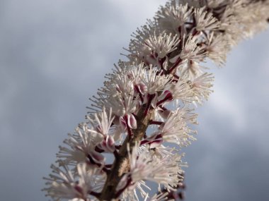 Bugbane 'in Macro çekimi (Cimicifuga simplex)' Atropurpurea 'sonbaharın başlarında küçük, güzel kokulu, beyaz çiçeklerin yoğun dikenleri ile çiçek açıyor, güneş ışığıyla mora boyanmış, arka plan bulanık.