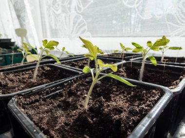 Pencere kenarındaki plastik saksılarda yetişen küçük domates fideleri ve arka planda beyaz perdeler. Kapalı alanda bahçıvanlık ve fidanlar.