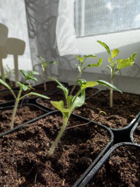 Pencere kenarındaki plastik saksılarda yetişen küçük domates fideleri ve arka planda beyaz perdeler. Kapalı alanda bahçıvanlık ve fidanlar.