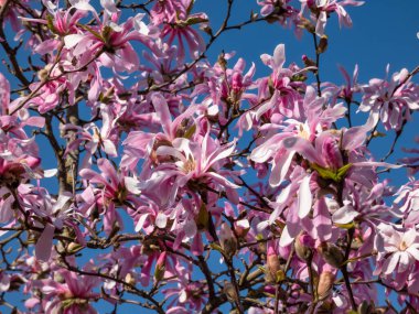 Çiçek açan yıldız manolyasının pembe yıldız şeklindeki çiçeklerine yakın çekim - Magnolia stellata cultivar 'Rosea' nın parlak güneş ışığı altında arka planda mavi gökyüzü