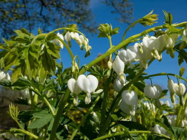 White bleeding heart (Dicentra spectabilis) \'Alba\' with divided, light green foliage and arching sprays of pure white, heart-shaped flowers with protruding white petals, which dangle above the foliage in the garden