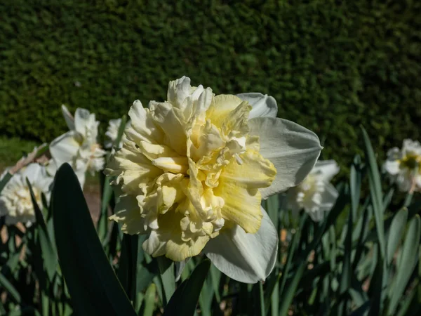 Çifte Nergis Narcissus Buz Kralı Nın Baharda Bahçede Limon Sarısı — Stok fotoğraf