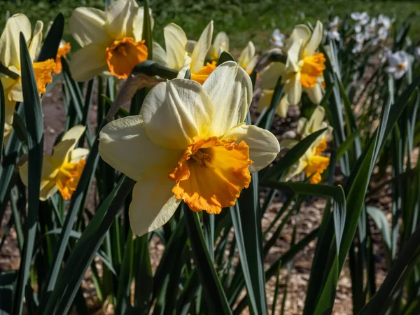 Gros Plan Grande Jonquille Coupée Narcisse Fleurissant Avec Des Fleurs — Photo