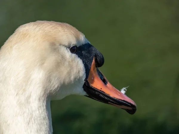 Närbild Skott Huvudet Och Näbb Vuxen Stum Svan Cygnus Olor — Stockfoto