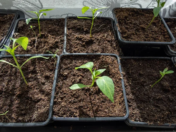 Primer Plano Pequeña Planta Pimiento Verde Cultivada Casa Que Crece — Foto de Stock