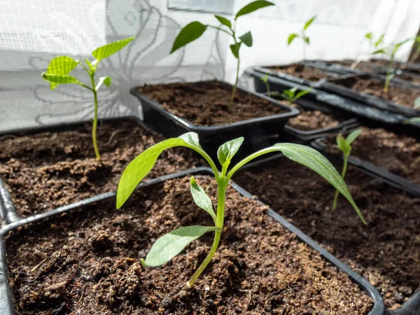 Κοντινό Πλάνο Ενός Μικρού Πράσινου Φυτού Πιπεριού Που Αναπτύσσεται Πλαστικά — Φωτογραφία Αρχείου