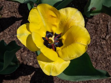 Sarı tulpların, baharda parlak güneş ışığında siyah merkezli büyük çiçeklerle açtığı yakın plan görüntüler.