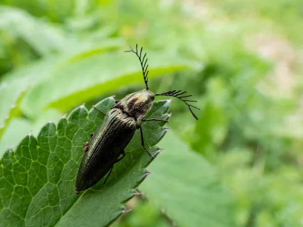 Close-up shot of a male of the Click beetle (Ctenicera pectinicornis) with green metallic body with very distinctive ridges and strongly toothed antennae on head sitting on a plant in meadow