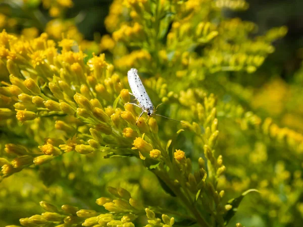 Sarı çiçeğin üzerindeki kuş kirazlı ermin (Yponomeuta evonymella) güneş ışığıdır. Ön kanatları beyaz ve küçük siyah noktalar var. Güve dinleniyor, kanatlar vücuda yakın.