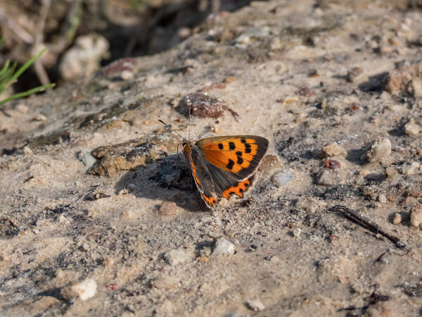 The small, American or common copper (Lycaena phlaeas). The upperside forewings are a bright orange with a dark edge border and eight nine black spots. The hindwings are dark with an orange border