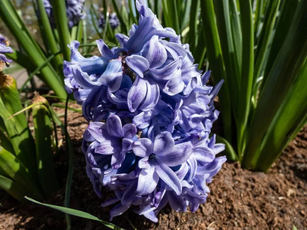 Közelkép Jácintkék Jég Sky Jacket Virágzó Por Kék Virágok Mély — Stock Fotó