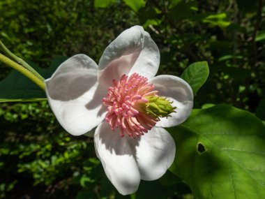 Makro bardak şat Siebold 'un manolyasını ya da Kore dağ manolyasını ve Oyama manolyasını (Magnolia Kuşatması) şekillendirdi.