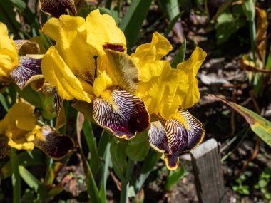 Zemin örtüsü - Bugle Multicolor Ajuga sürüngenleri, yeşil, kahverengi, krem ve pembe çiçeklerden oluşan çok renkli ve baharın sonlarında bahçede mavi çiçeklerle süslenmiş.