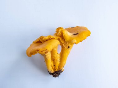 Bir grup altın Chanterelle mantarı. Köklerinde toprak ve yosun var. Beyaz üzerine ayrıntılı mantar. Mantar toplama geleneği. Beyazda izole edilmiş