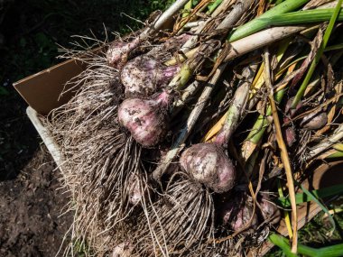 Close-up shot of harvested garlic bulbes with garliv cloves with roots placed in a cardboard box for drying. Harvest of garlic from the garden in July