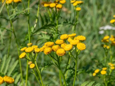 Makro tansi, acı düğmeler, inek acı ya da altın düğmeler (Tanasetum vulgare) yazın sarı, düğme benzeri çiçeklerle çiçek açar