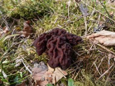 Sahte Morel veya Turban Mantarı 'nın (gyromitra esculenta) orman içinde büyüyen düzensiz beyin şekilli koyu kahverengi başlıklı meyveli vücut veya mantarının yakın çekim görüntüsü.
