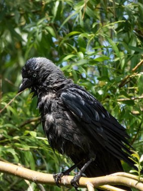 Parlak, siyah ve gri tüylü bir ağaç dalında oturan ve tüylerini parlak güneş ışığında temizleyen Batı kargası (Coloeus monedula) veya Avrupa kargası (Coloeus monedula).