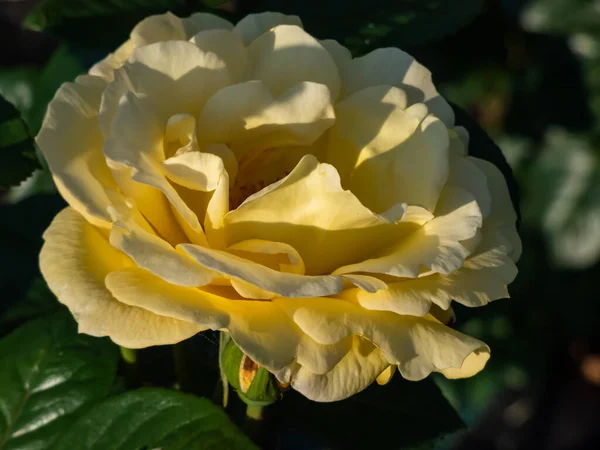Közelkép Rózsa Sonnenroschen Virágzó Teljes Sárga Virágok Egy Parkban Fényes — Stock Fotó