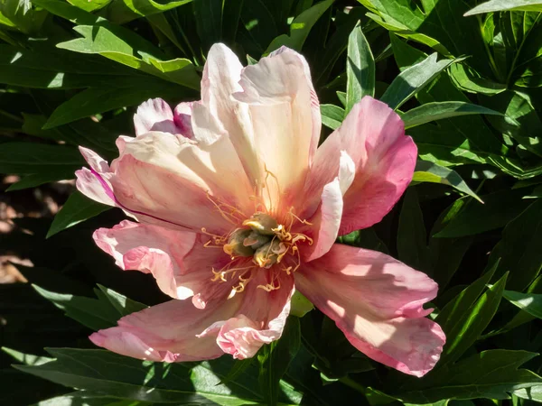 Itoh Peony Paeonia Julia Rose Flowering Single Double Blossoms Changing — Stock Photo, Image