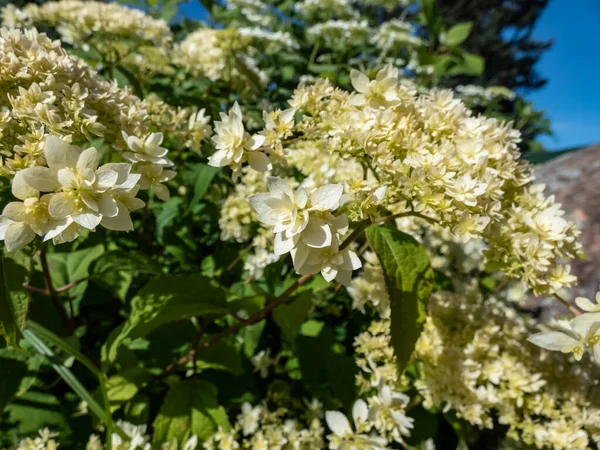 Крупный План Гладкой Гортензии Hydrangea Arborescens Hayes Starburst Цветет Белыми — стоковое фото