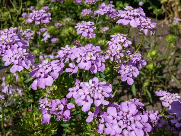 Iberis umbellata \'Dwarf Fairyland Mix\' with narrow leaves flowering with flowers in clusters in purple shades in summer  in rock garden