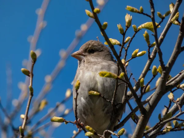 在春天蓝天背景下 一只雌性家雀坐在树枝上 枝条上有小叶芽 这是一张漂亮的特写照片 — 图库照片