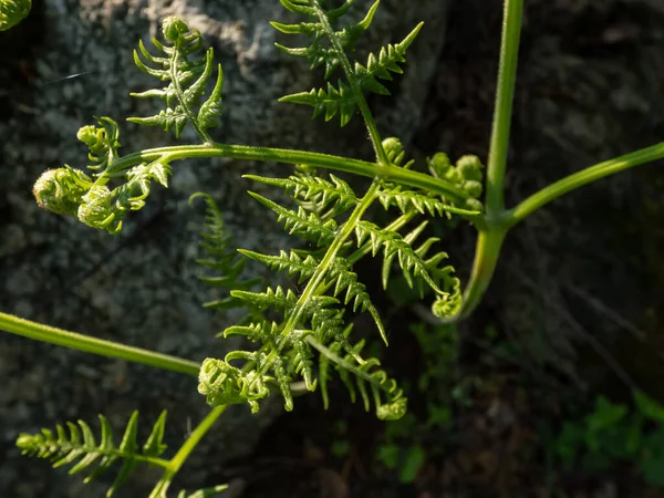 매크로는 숲에서 자라는 브라스 Pteridium 촬영했다 식물의 — 스톡 사진