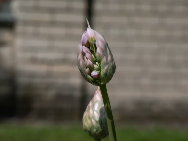 Allium Tripedale 'in soluk pembe çiçeklerinin yakın plan çekimi. Yıldız şeklinde ya da çan şeklinde çiçeklerle bahçedeki yapraksız bir sapın üzerinde.